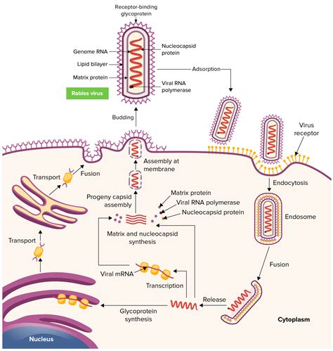 Rabies Virus Concise Medical Knowledge