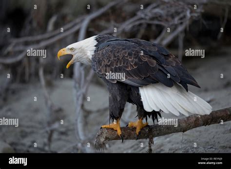 Adult bald eagle vocalizingl at the Alaska Chilkat Bald Eagle Preserve ...