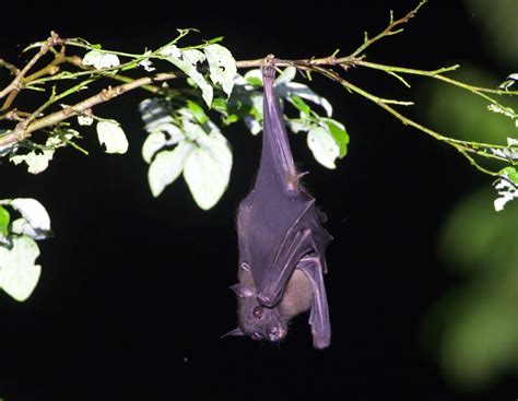 Biak Naked Backed Fruit Bat In July By Scott Baker INaturalist