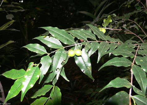 flora kerala flowering plants  kerala