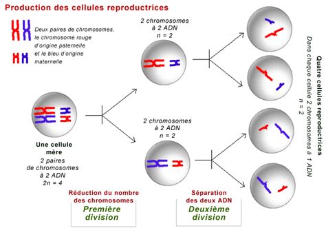 La Reproduction Sexuée Engendre La Diversité 1