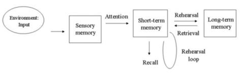 Multi Store Memory Model Flashcards Quizlet