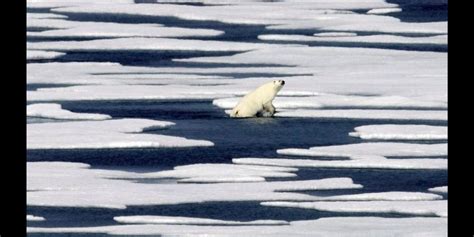 'Energy needs': Study shows polar bears can't survive on extended land ...