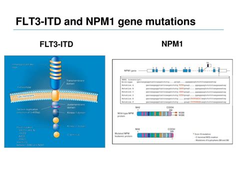 Ppt Flt Itd And Npm Gene Mutations Powerpoint Presentation Free