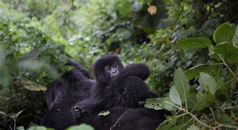 Tourist Places To Visit In Democratic Republic Of Congo Congo National Parks