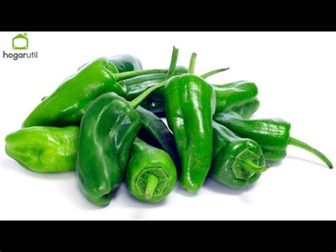 Descubre Los Beneficios Del Pimiento Verde Italiano Una Explosi N De