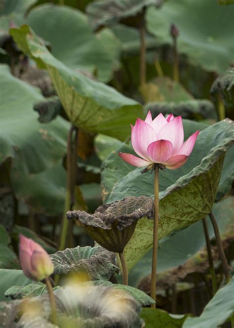 Lotus Flower Plant Free Photo On Pixabay Pixabay