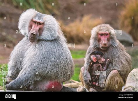 Animals at Melbourne Zoo Stock Photo - Alamy