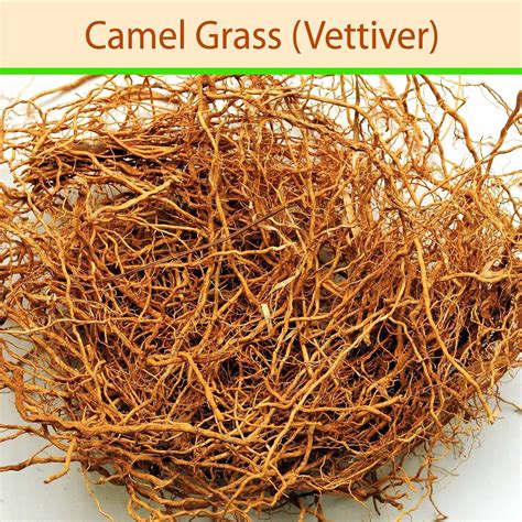 Camel Grass (Vettiver) - Mangalore Spice