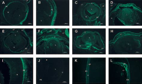 Figure From The Faseb Journal Research Communication Targeted