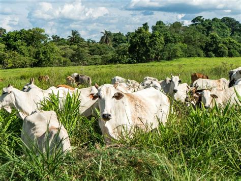 Cortes De Carne Bovina Mais Comuns No Brasil E No Mundo BeefPoint In