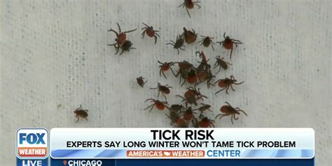 Tick Season Is Here Mild Winter Leads To More Ticks Higher Risk Latest Weather Clips Fox