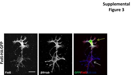 Frizzled Receptor Is Involved In Neuronal Polarity And Morphogenesis