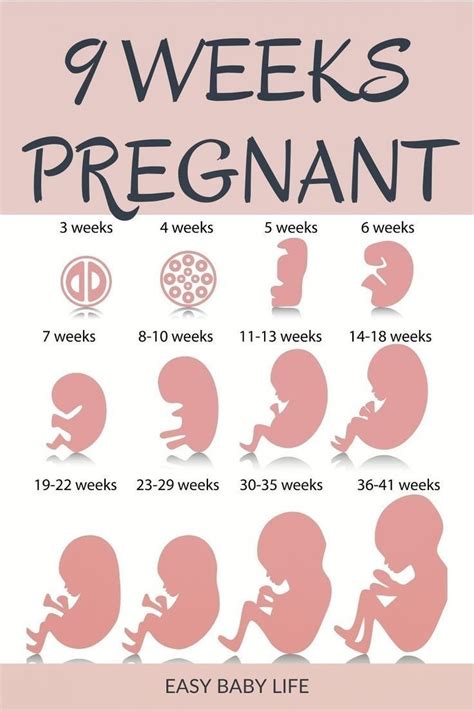 9 Weeks Pregnant! Symptoms, Fetal Development, Belly, Diary | 9 weeks ...