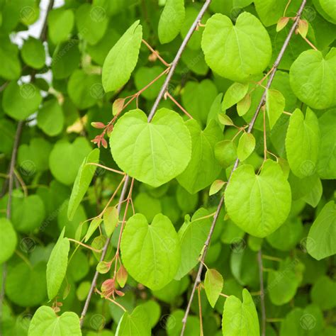 Cercidiphyllum Japonicum Pendulum Weeping Katsura Tree