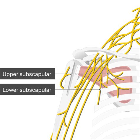 Subscapular Nerve Innervation