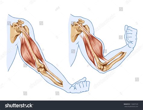 Biceps Triceps Movement Arm Hand Muscles Stock Vector (Royalty Free) 119687539 | Shutterstock