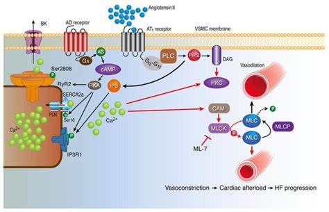 Jci Ip3 Receptor Orchestrates Maladaptive Vascular Responses In Heart