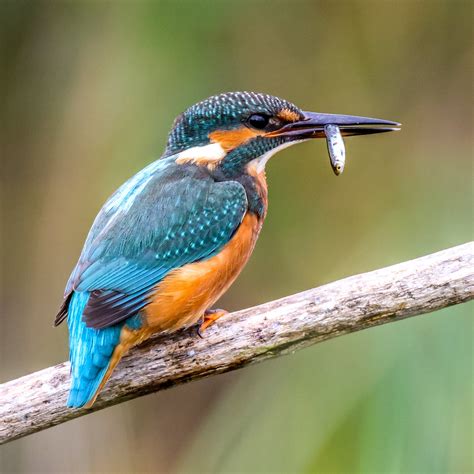 Fishing Kingfisher At Rspb Lakenheath 14th August 2023 Andrew