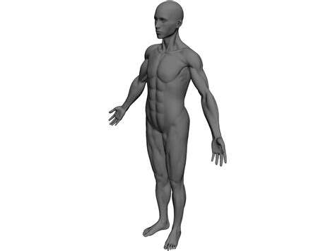 Full Human Anatomy For Simulation D Model Dcadbrowser