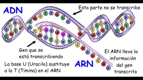 Replicacion TransducciÓn Y Traduccion Del Adn Youtube