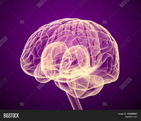 Human Brain X Ray Scan Image And Photo Free Trial Bigstock