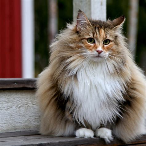 Cat Breeds Turkish Angora