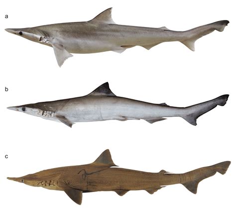 pollock fish  malay alaskan pollock pop  rex sole offer eaifoe