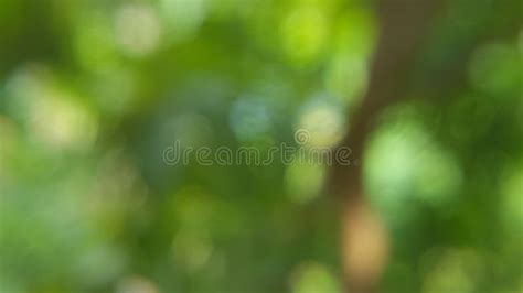 Details Green Blur Background K Abzlocal Mx