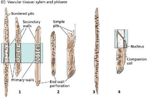 Intro To Vascular Plants Flashcards Quizlet