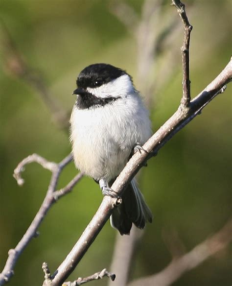 Free picture: black, capped, chickadee, bird, high resolution