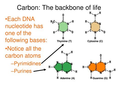 PPT Draw Label The Functional Groups Below PowerPoint Presentation