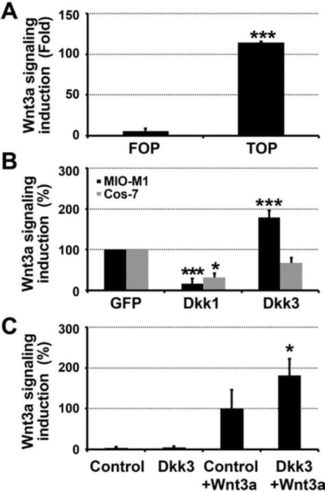 dkk   positive regulator  wnt signaling  muelle open