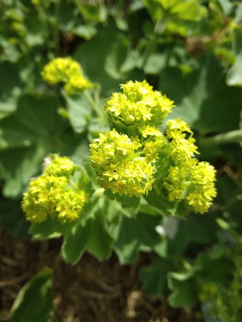 Alcoolature Bio Alch Mille Alchemilla Vulgaris