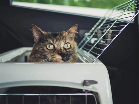 Como Transportar Cachorro Em Carro Entenda