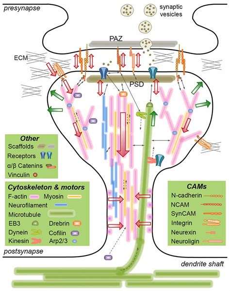 frontiers  emerging role  mechanics  synapse formation