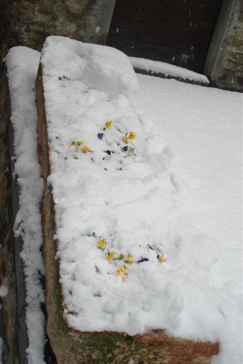 Courmayeur Ski Trip Garden Under Snow Samira Flickr