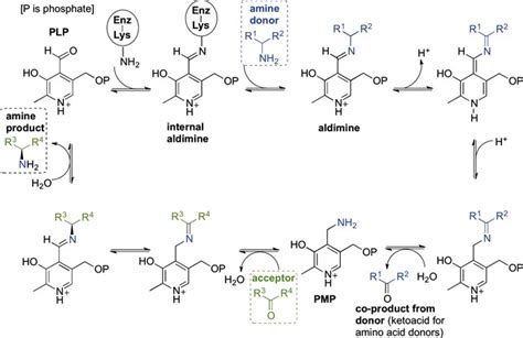 Scheme 1. A representation of the transaminase enzyme mechanism showing ...