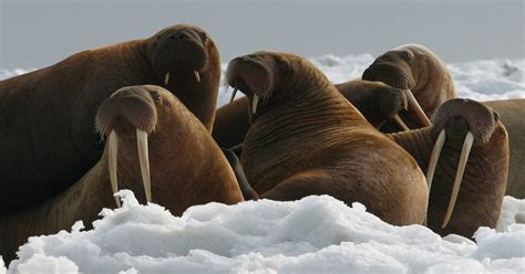 Man Pleads Guilty To Offering Sale Of Walrus Tusks Skull