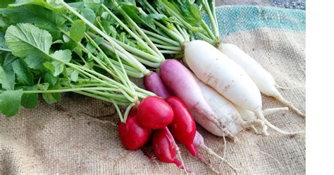 5 Radish Recipes That Are Really Good For You Goodnet