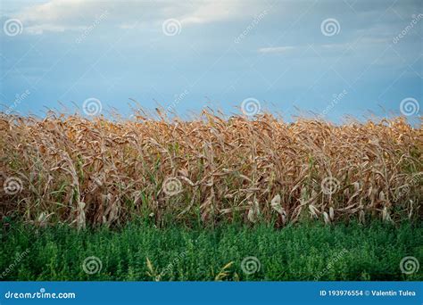 Drought Disaster Bad Corn Corn Field Agronomy Harvest Stock Photo