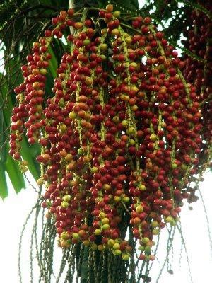 pt pinang lampung indonesia sekilas tentang pohon pinang