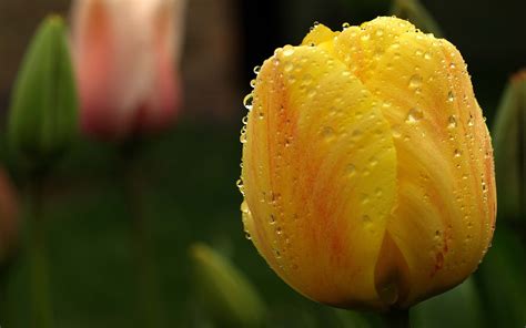 Fondos de pantalla 1680x1050 px gotas Flores tulipán agua