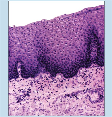 Chapter 2 Epithelial Tissue Histology An Identification Manual