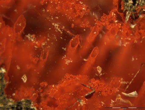Oldest fossils point to life on Earth 4 billion years ago | The Times ...