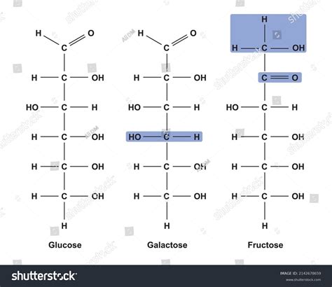 Chemical Illustration Differences Between Three Monosaccharides Stock Vector Royalty Free