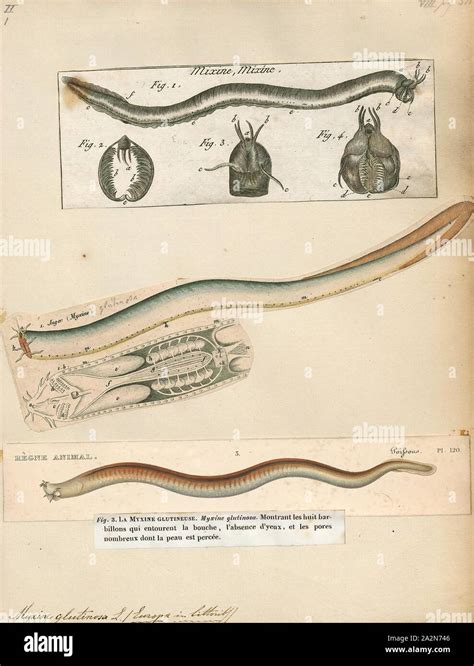 Myxine hi-res stock photography and images - Alamy