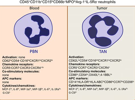 Phenotypic Characteristic Of Peripheral Blood Neutrophils Pbns And