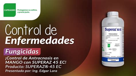 Control De Antracnosis En MANGO Con SUPERAZ 45 EC YouTube