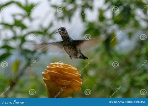 White Necked Jacobin Hummingbird Or Colibri In Flight Blurred In